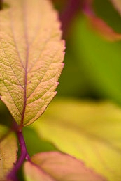 葵千恵潮吹：葵花风潮启航：传统时尚新体验-3