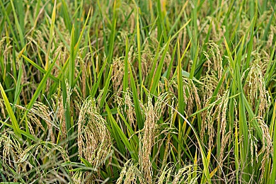 а√最新版天堂8：天堂8焕新升级，畅享游戏新境界-1